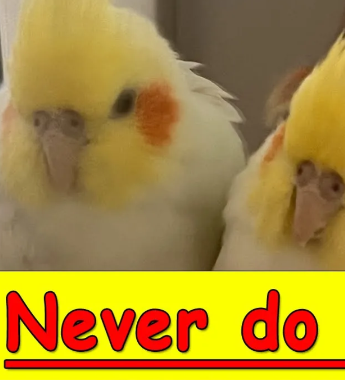 Never do these!!! About Cockatiel