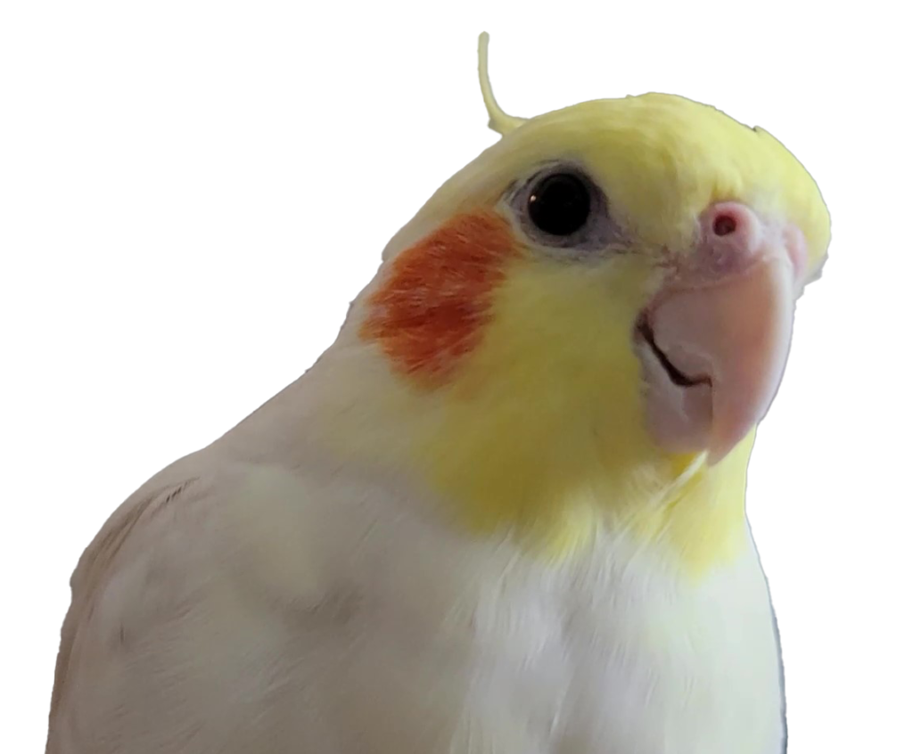Make Friendship with a cockatiel!!! About Cockatiel