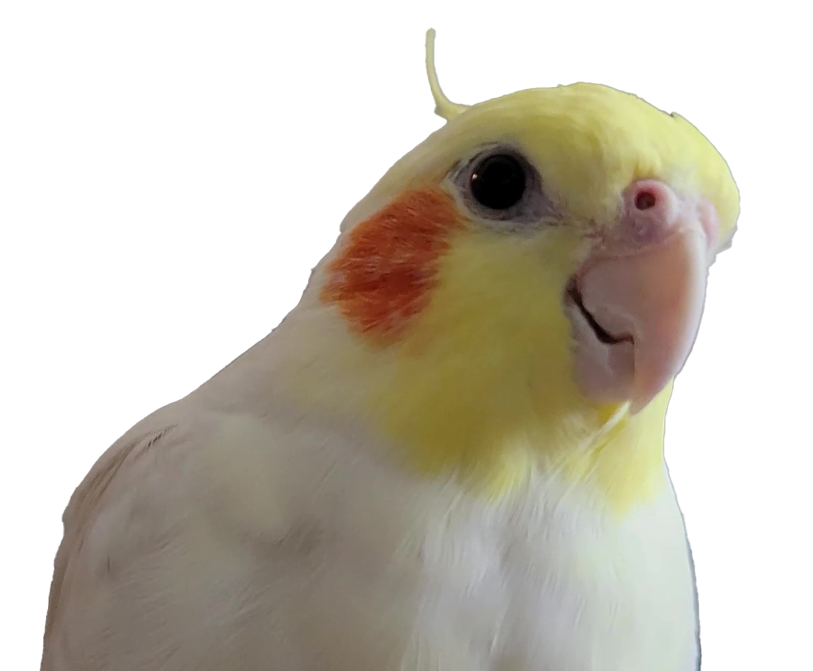 Make Friendship with a cockatiel!!! About Cockatiel