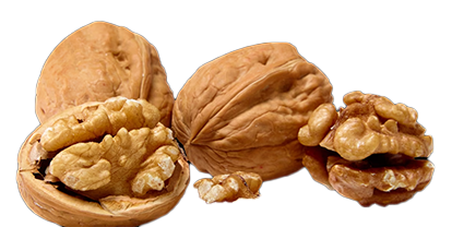 Are walnuts safe? About Cockatiel