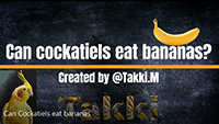Can eat banana? About Cockatiel